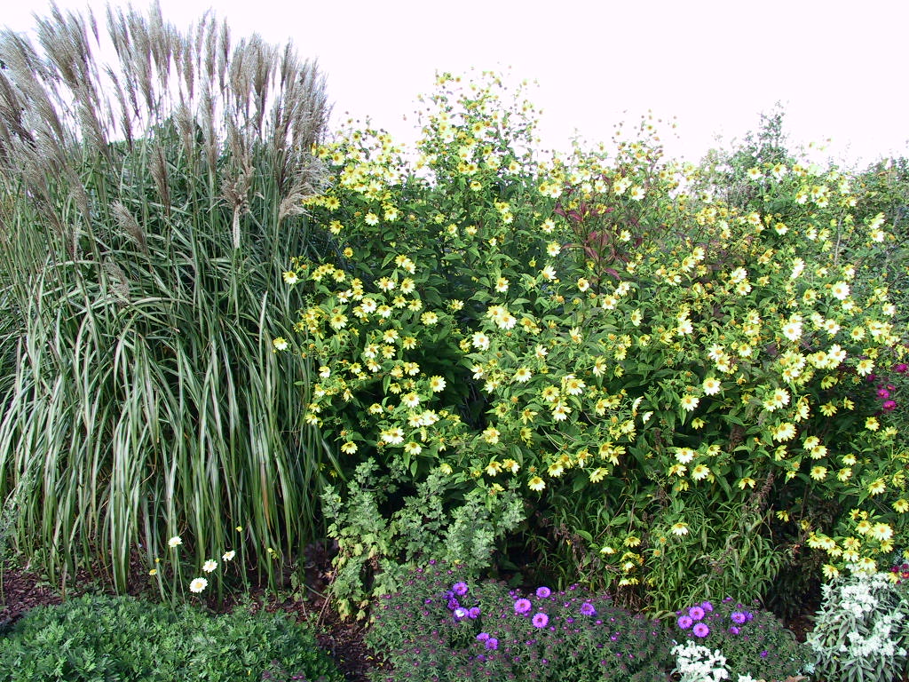 Helianthus Hybride Lemon Queen.jpg